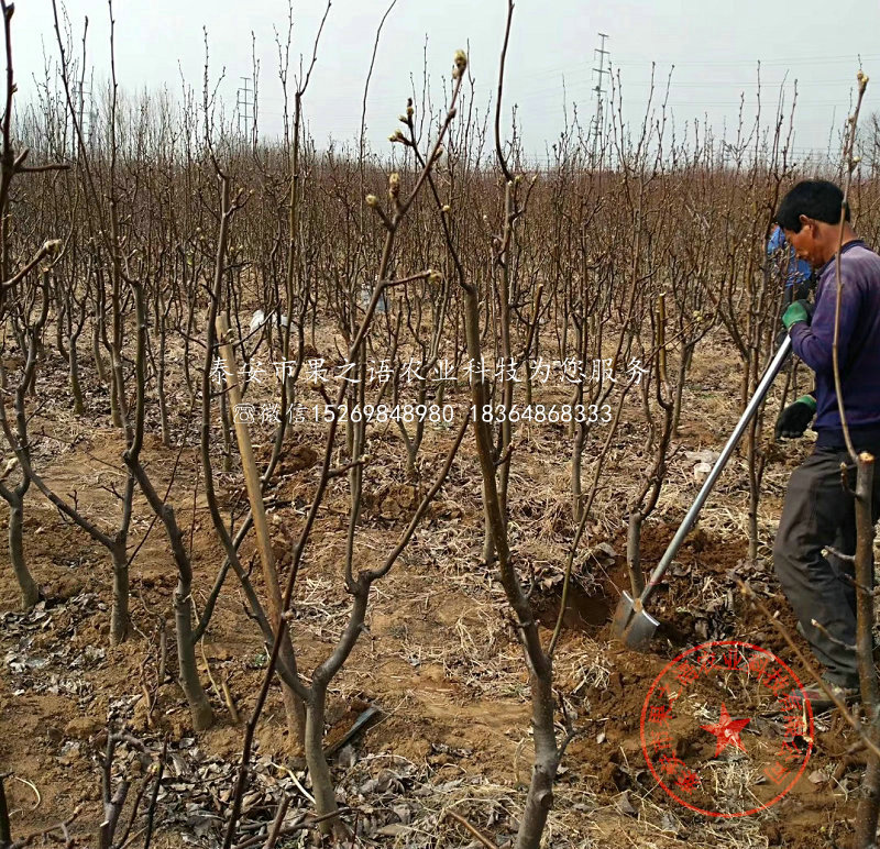 苹果梨树苗_苹果梨树苗价格