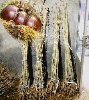 青毛軟刺板栗樹苗_青毛軟刺板栗樹苗基地