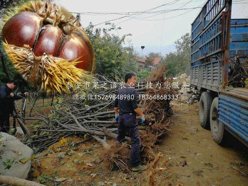 板栗树苗、垂枝板栗苗哪里有卖