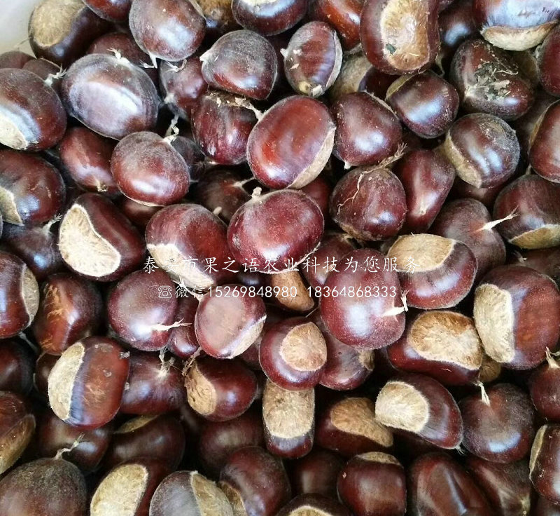 板栗，板栗品種