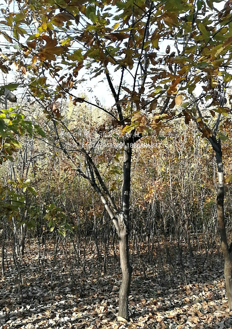 刺大板栗苗、刺大板栗苗价格