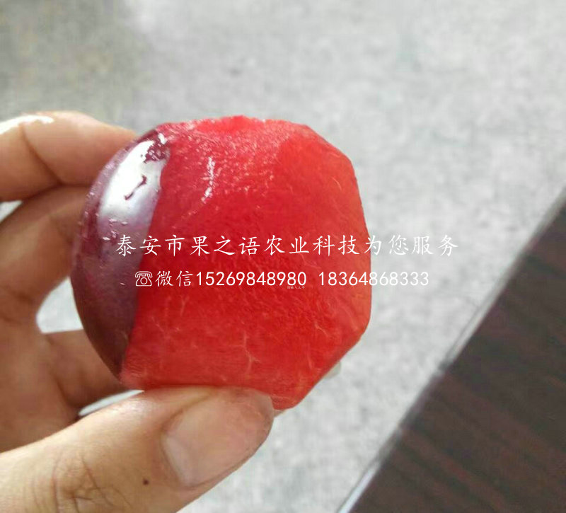青奈李苗