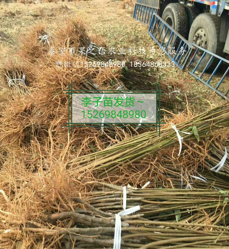 脆紅李子苗_脆紅李子苗基地
