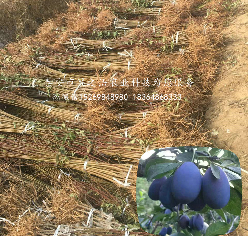 青脆李子樹苗