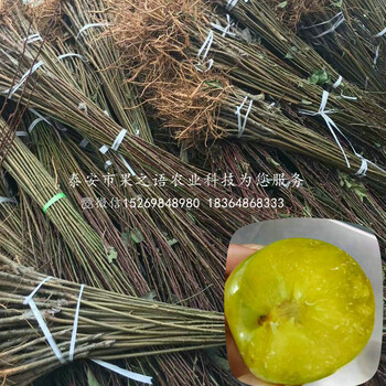 早紅李子苗哪里有賣