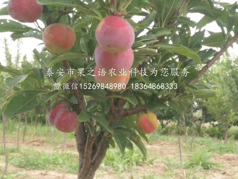 李子苗、1公分風(fēng)味皇后李子苗多少錢一棵