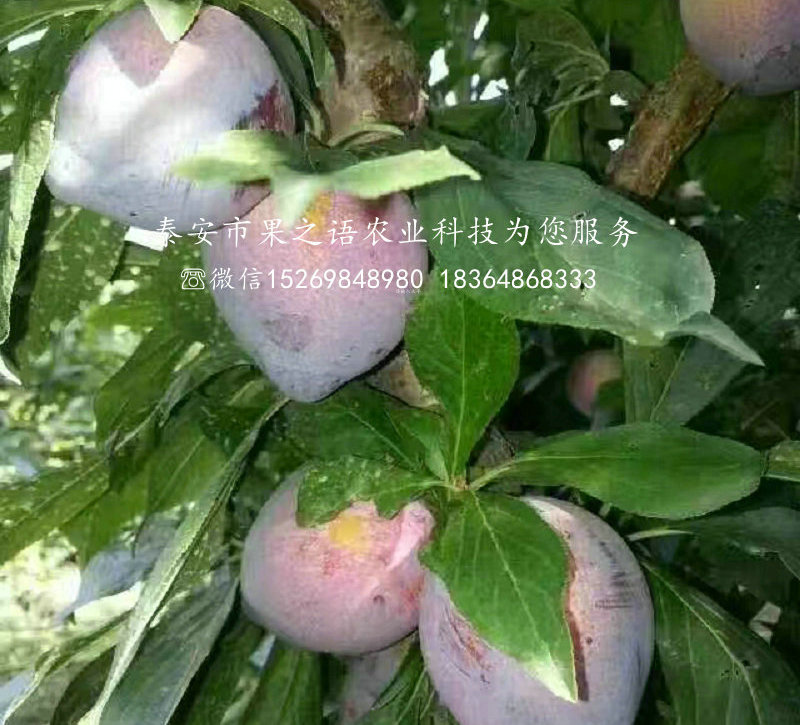 李子苗多少錢一棵