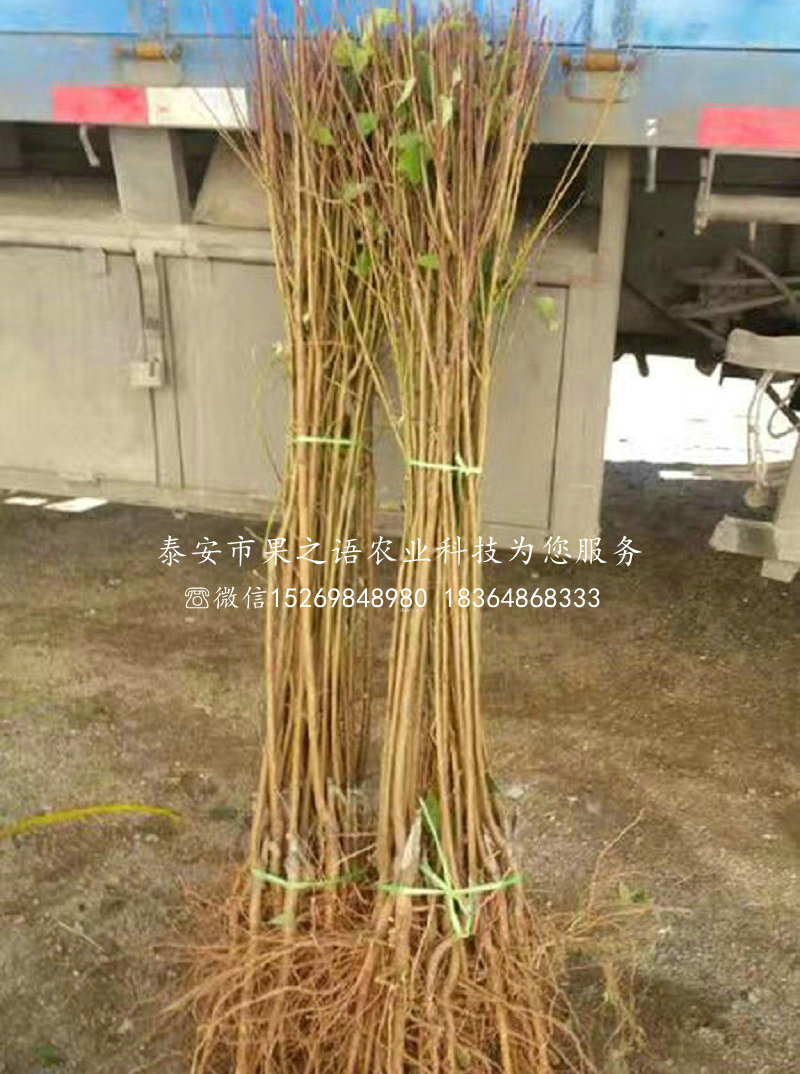 李苗