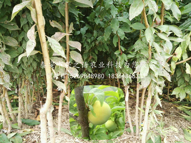 沙子空心李树苗_沙子空心李树苗基地