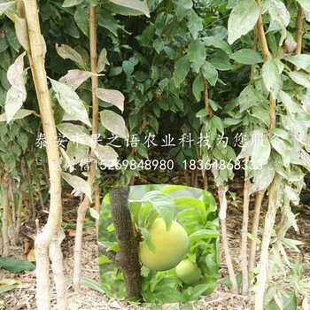 5公分李子苗_5公分李子苗價格