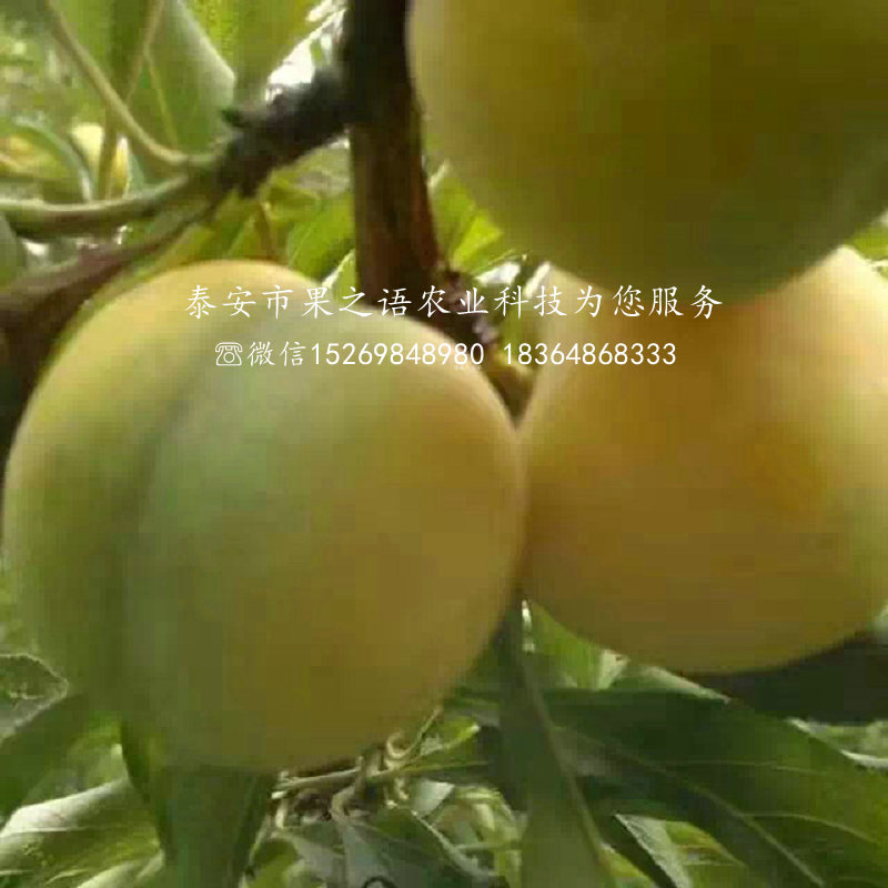 奈李子樹苗_奈李子樹苗價(jià)格