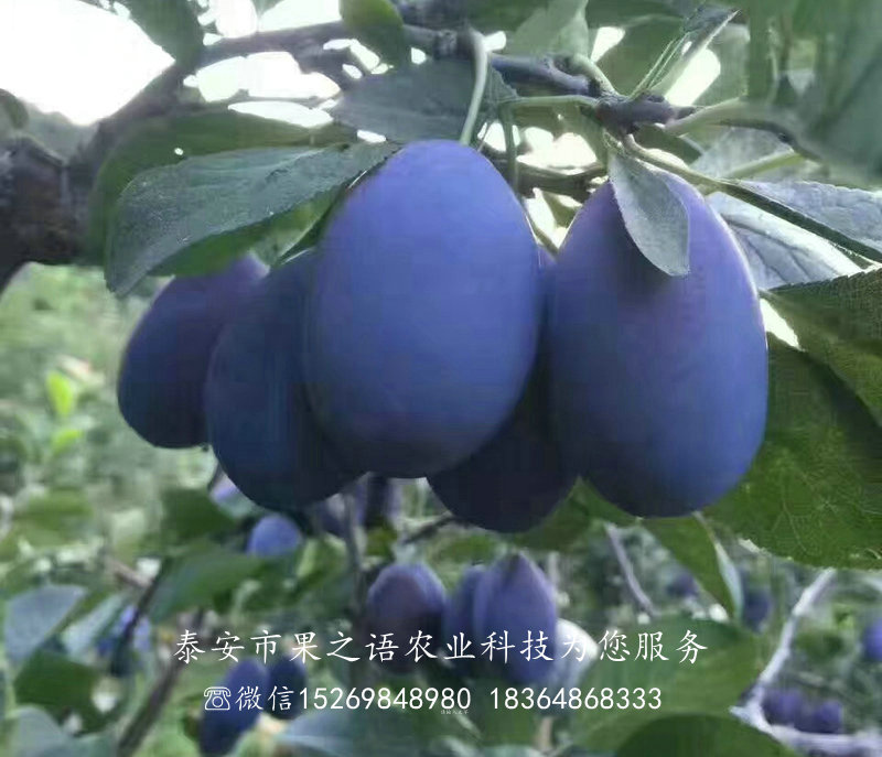 奈李子樹苗哪里有賣