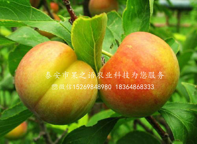 2018李子苗