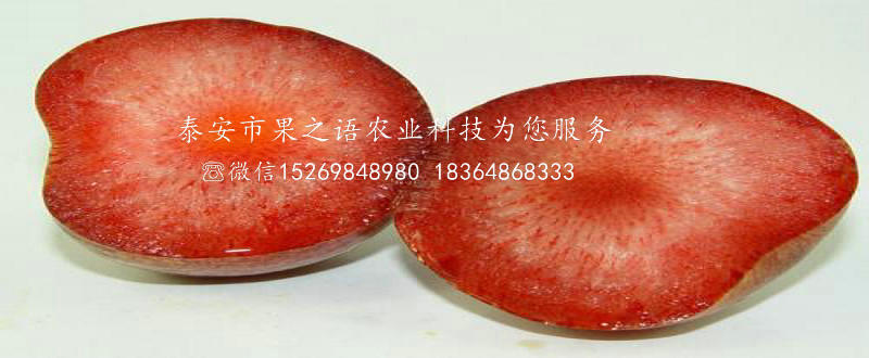 李子苗多少錢一棵