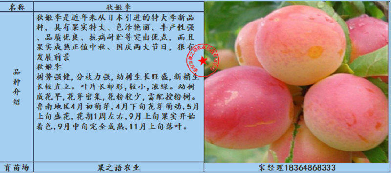 早紅李子樹苗哪里有賣