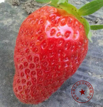 草莓苗一号草莓苗多少钱一棵