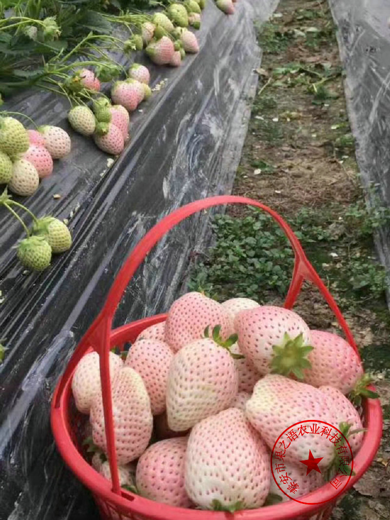 青海海南藏州哪里有草莓苗品种有哪些