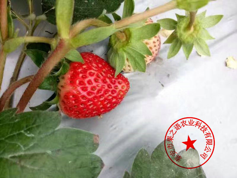 哈密蜀香草莓苗品种