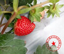 黑龍江雙鴨山菠蘿草莓苗品種有哪些