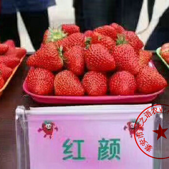 新疆哈密蜀香草莓苗品种
