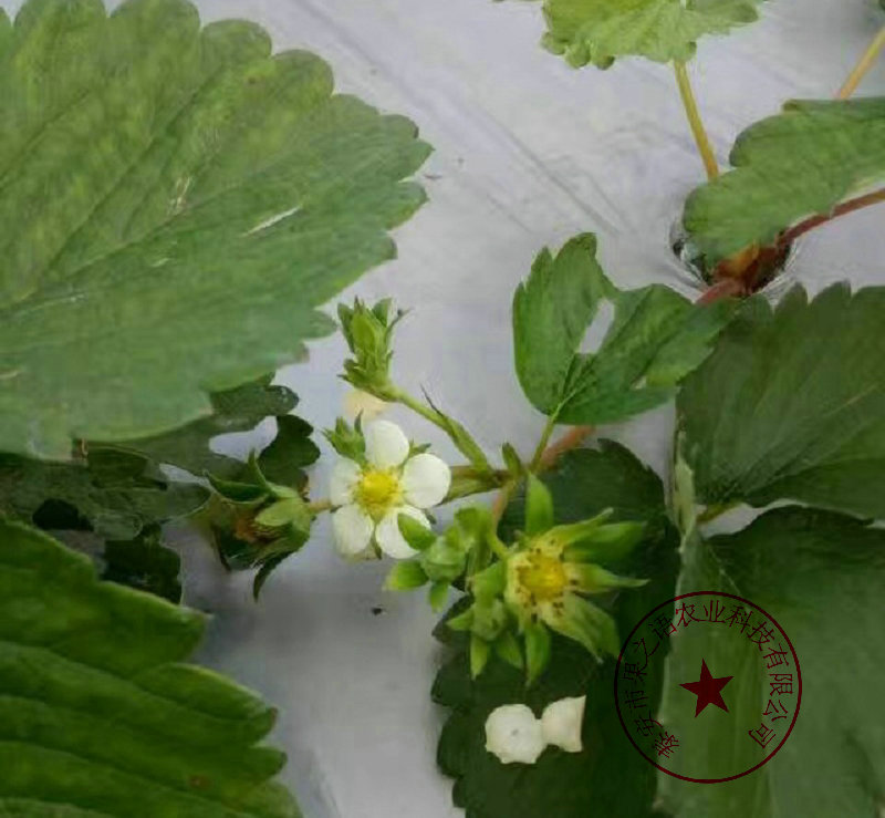 贵州黔西州圣安德瑞斯草莓苗 今年报价