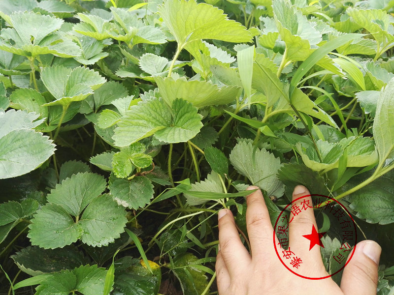 广东江门冬香草莓苗的育苗技术