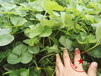 新疆巴音州阿瑪奧草莓苗出售信息