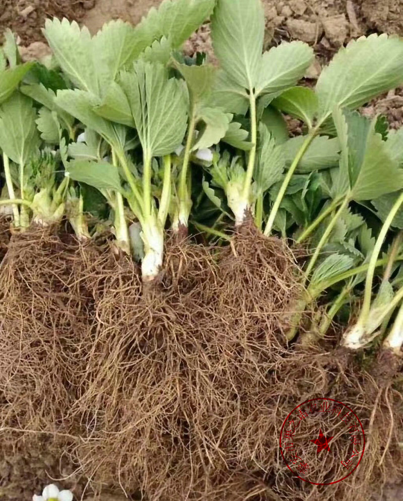 江西抚州甘王草莓苗种植技术