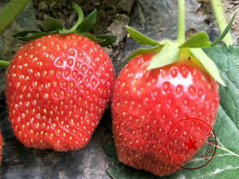 草莓苗 草莓苗基地多少钱一棵