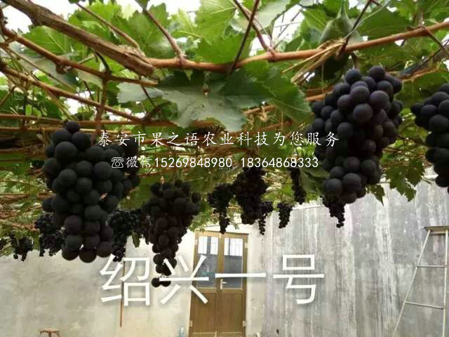春光葡萄樹苗