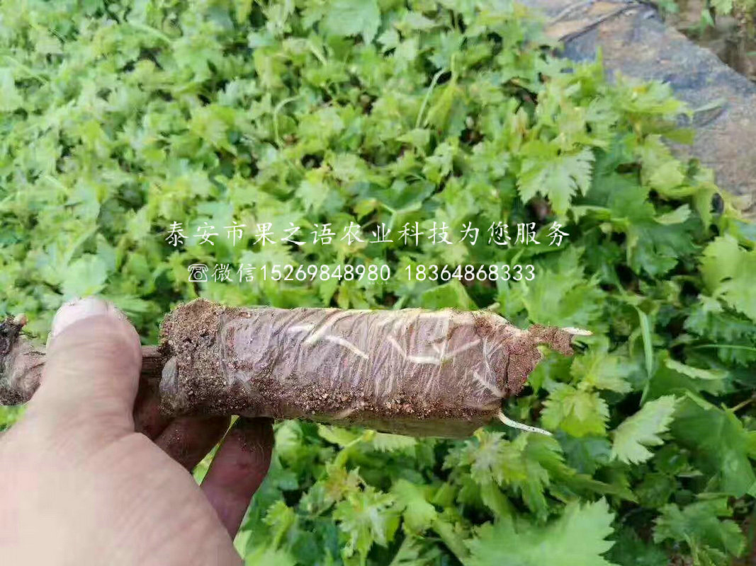 3年葡萄樹 3年葡萄樹基地