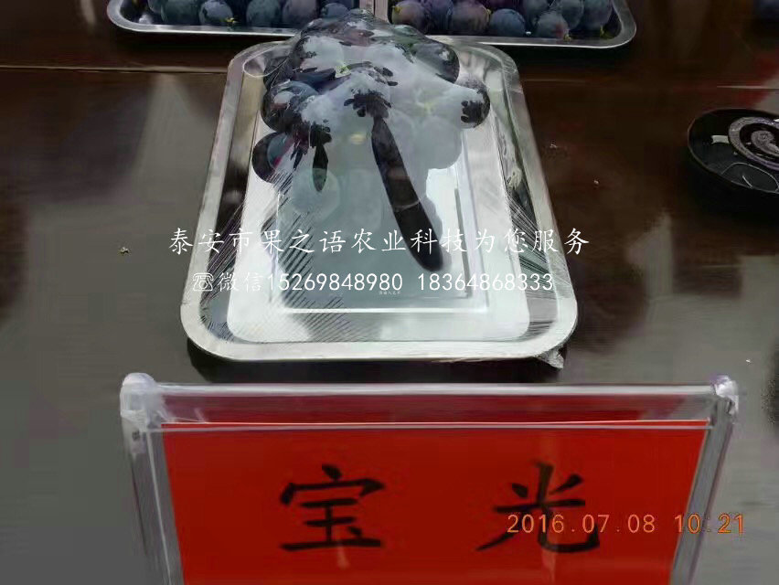 巨玫瑰葡萄苗 巨玫瑰葡萄苗批发