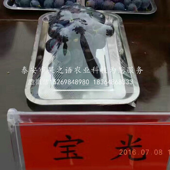 美國(guó)5號(hào)葡萄苗