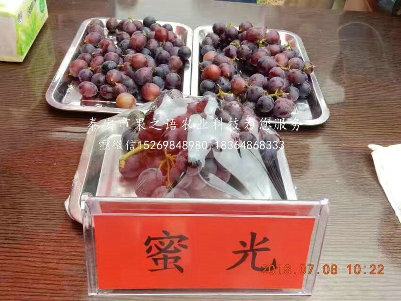 藍(lán)寶石葡萄樹(shù)苗
