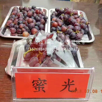 3公分葡萄樹苗3公分葡萄樹苗批發(fā)