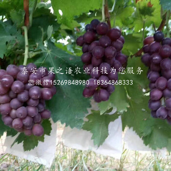 早峰葡萄苗早峰葡萄苗價(jià)格