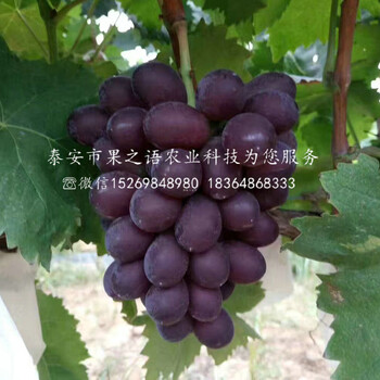 美人指葡萄樹苗美人指葡萄樹苗基地