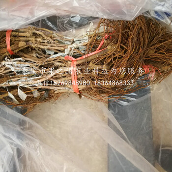 妮娜皇后葡萄苗妮娜皇后葡萄苗價(jià)格