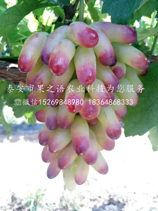 1年葡萄苗多少錢一棵