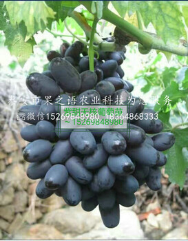 克倫生葡萄樹苗克倫生葡萄樹苗基地