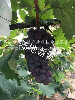 蜜汁葡萄樹苗哪里有賣