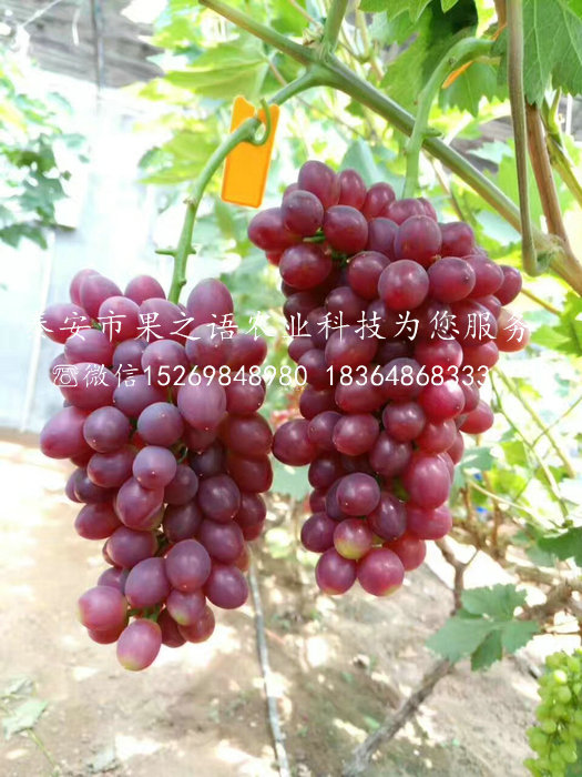 葡萄苗品種