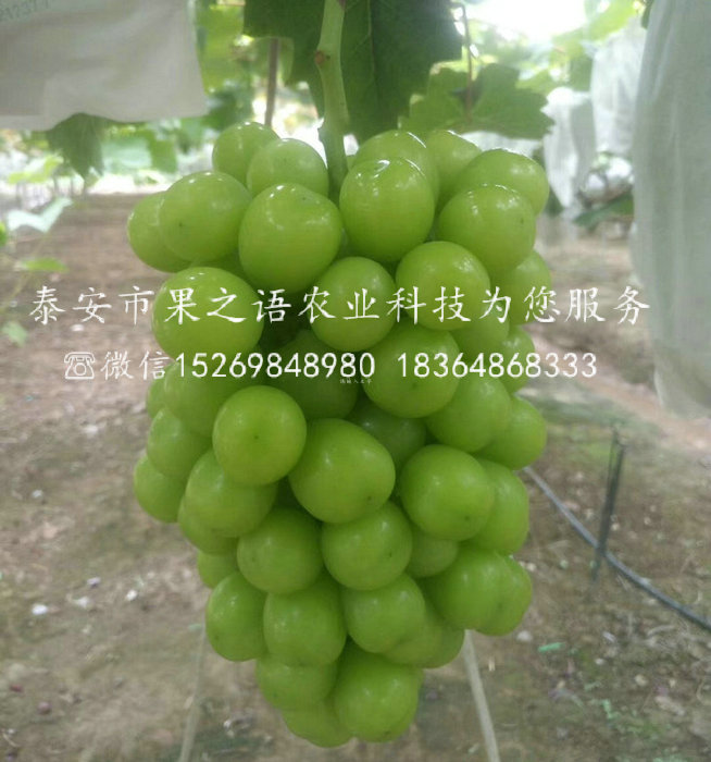 和田紅葡萄樹苗