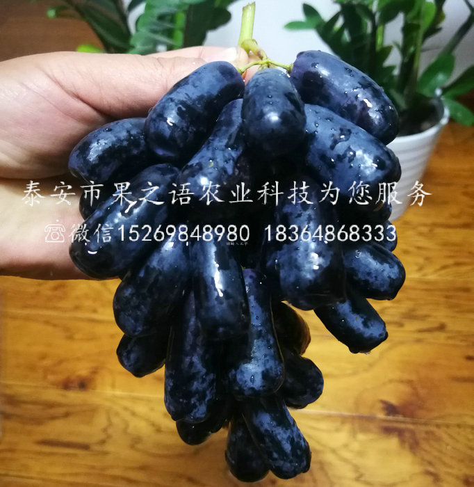 葡萄苗 夏黑葡萄苗多少錢一棵