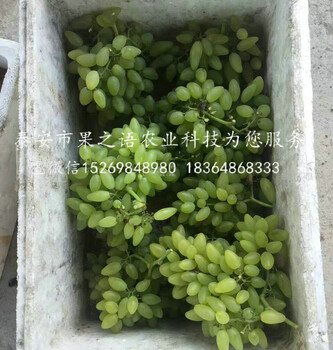 葡萄樹苗克倫生葡萄苗哪里有賣