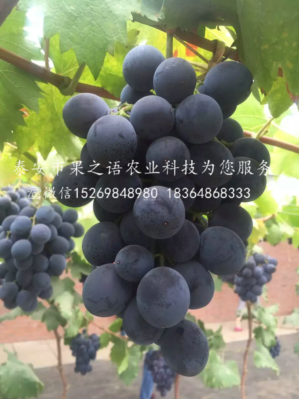 藍(lán)寶石葡萄苗 藍(lán)寶石葡萄苗基地