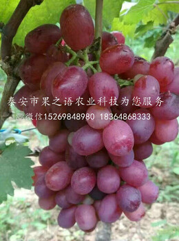 葡萄樹苗巨玫瑰葡萄苗哪里有賣
