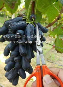 維多利亞葡萄樹苗維多利亞葡萄樹苗批發(fā)