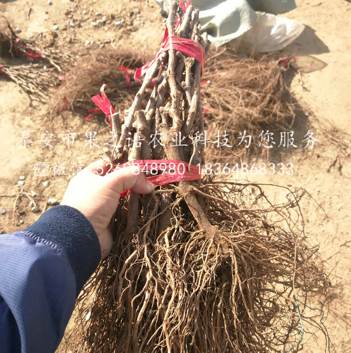 1公分葡萄樹苗 1公分葡萄樹苗價格