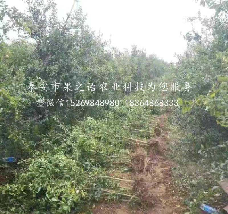 軟籽石榴樹種植時(shí)間，通州軟籽石榴樹